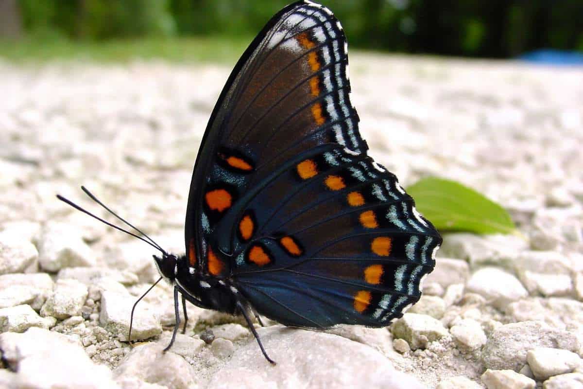 12 Mariposas Comunes en Minnesota (con Imágenes)