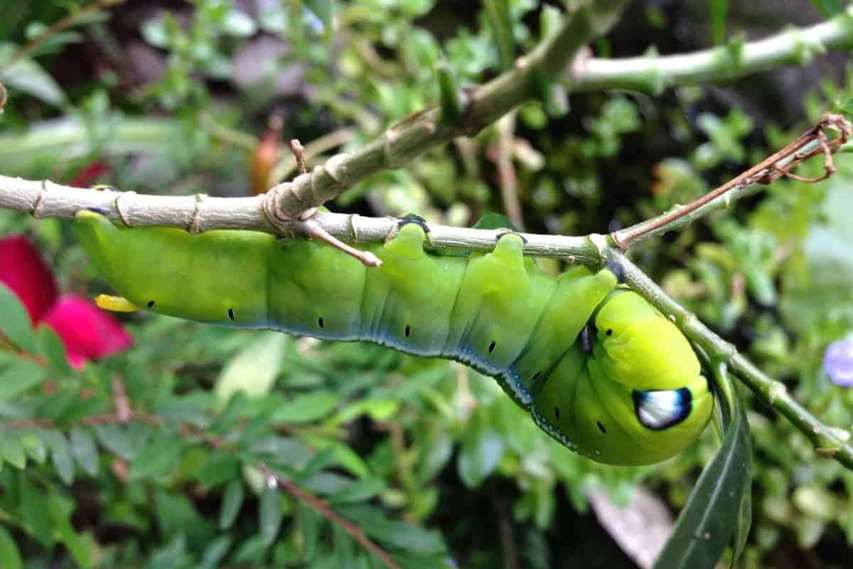 12 Orugas Con Manchas Oculares (imágenes Y Datos) 12 Orugas Con Manchas Oculares (imágenes Y Datos)