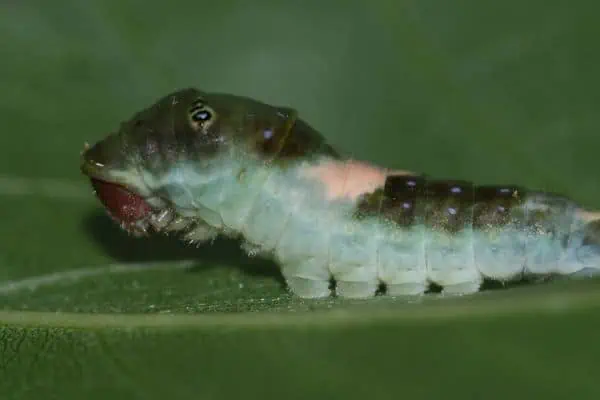 Oruga cola de golondrina tigre
