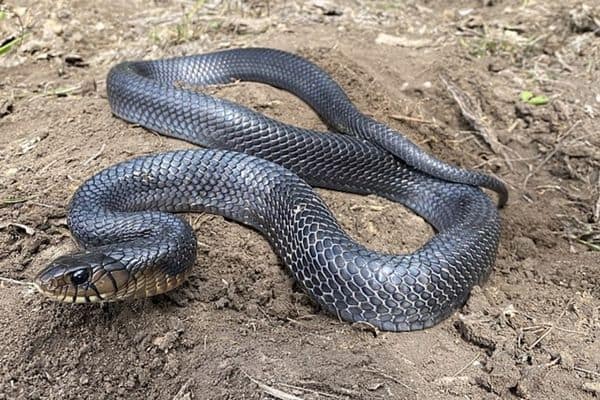 Serpiente índigo de Texas en el suelo
