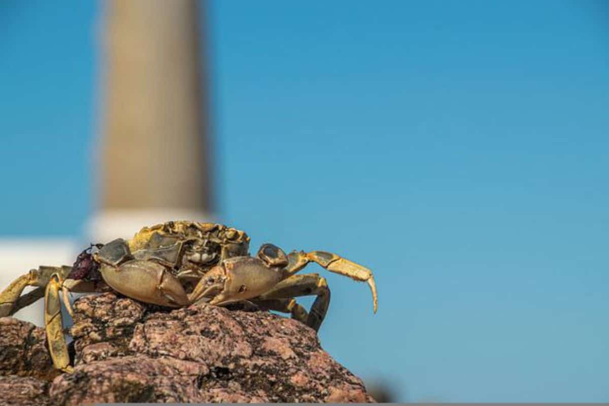 12 Tipos De Cangrejos en Florida (con Imágenes)