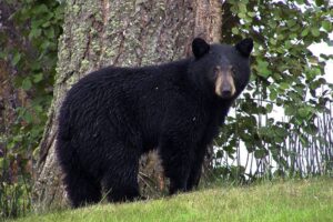 12 Tipos De Especies De Osos (imágenes)