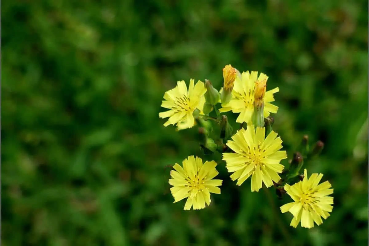 Flores de diente de león de Texas