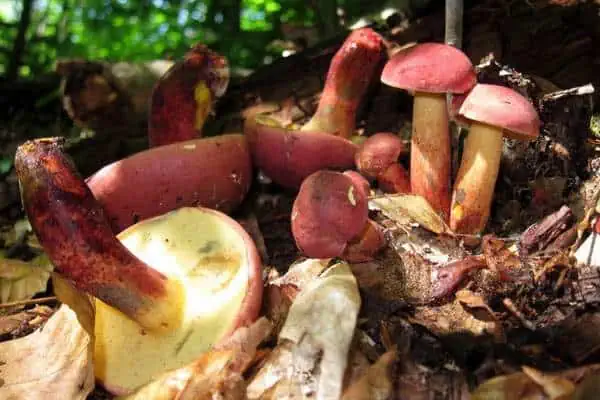 Setas bolete bicolores