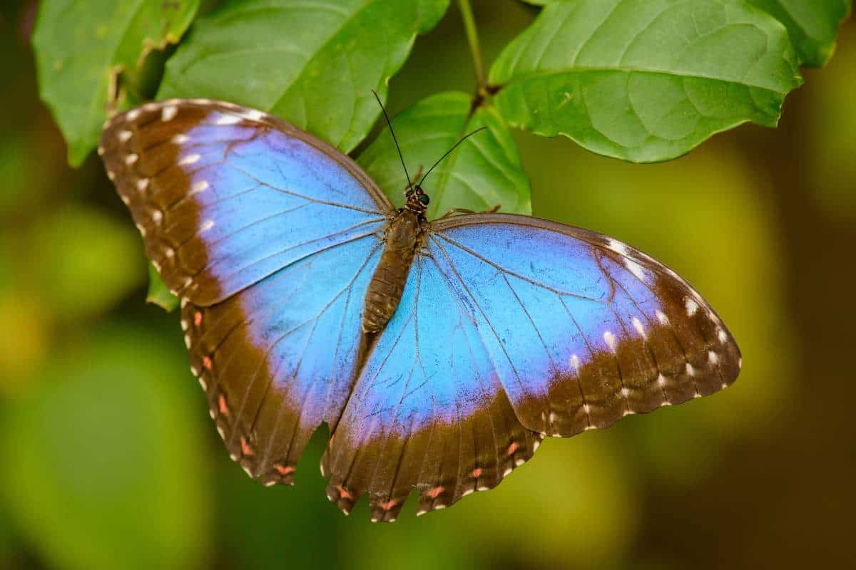 12 Tipos De Mariposas Azules (con Imágenes)