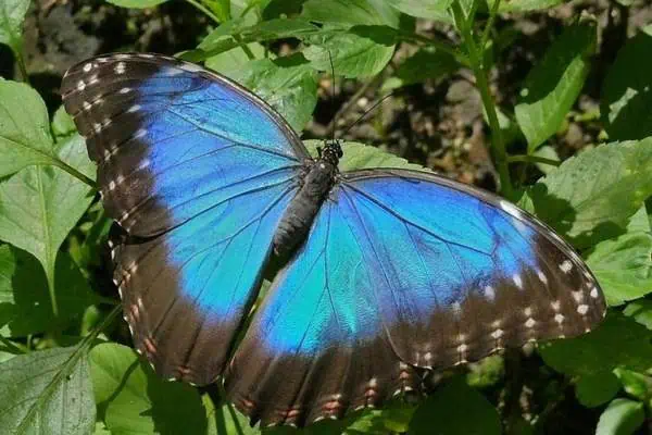 Mariposa morfo azul a la luz del día