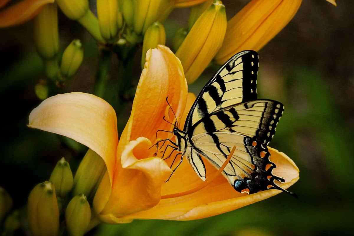 12 Tipos De Mariposas Cola De Golondrina (imágenes)