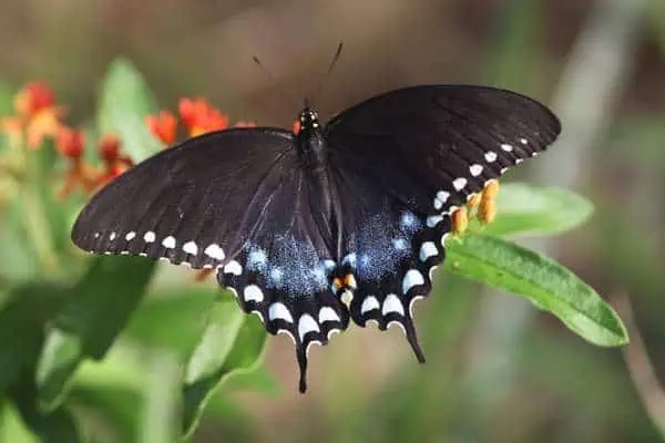 Cola de especie Spicebush sobre una flor