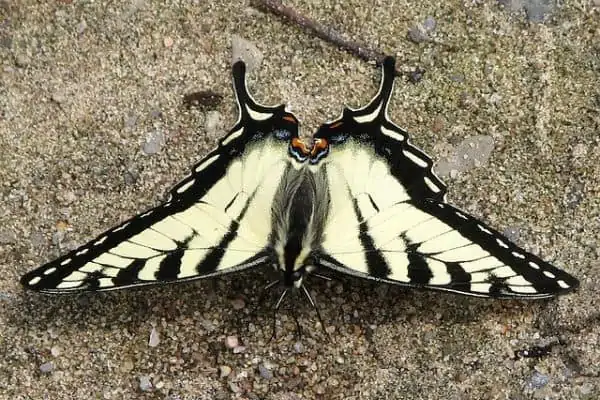 Mariposa tigre cola de golondrina canadiense