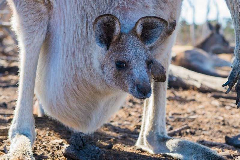 12 Tipos De Marsupiales (hechos, Imágenes, Ejemplos)