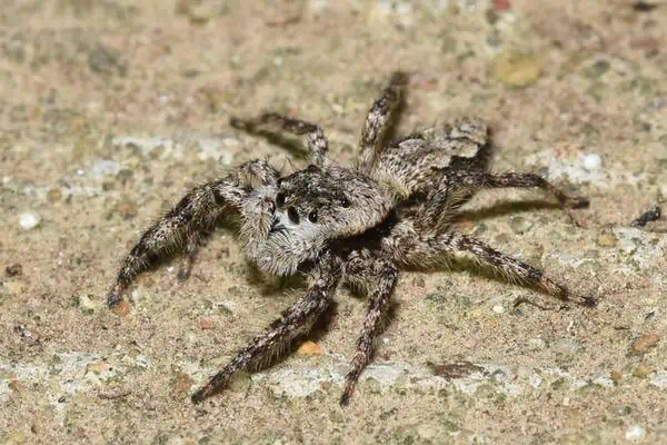 Araña saltadora bronceada 