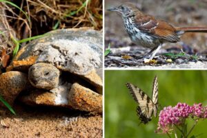 13 Animales Del Estado De Georgia (símbolos Oficiales Del Estado)