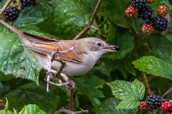 Pájaro de garganta blanca comiendo mora