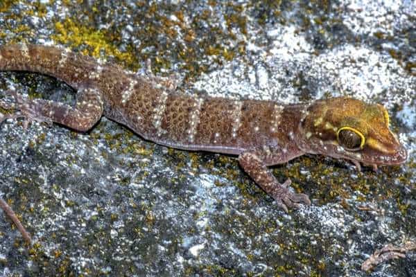 Hembra de cyrtodactylus santana mostrando su patrón distintivo de escamas y coloración característica