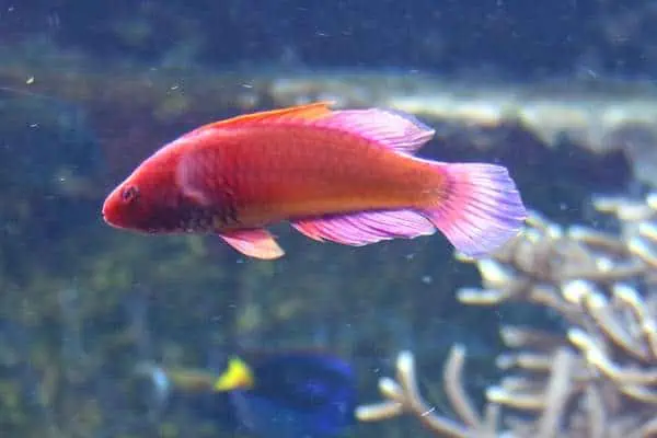 Un pez hada con velo rosa nadando bajo el agua mostrando su coloración vibrante rosada característica