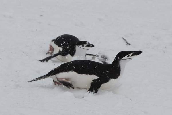 Trineo de pingüinos