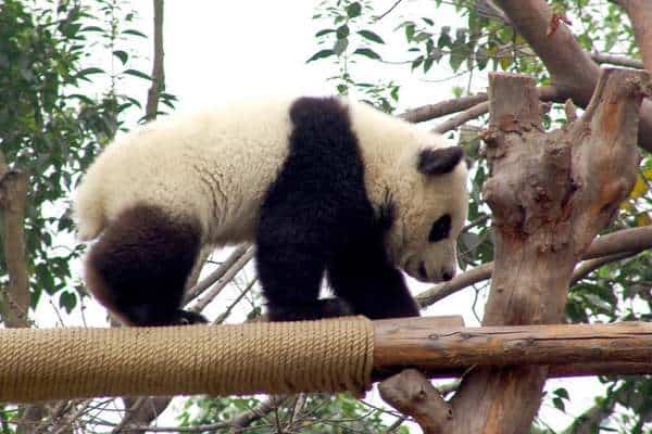 Cruce del panda gigante en registro