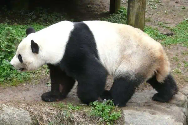 Panda gigante caminando