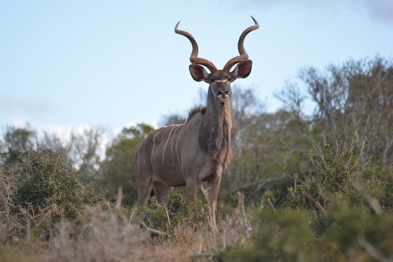 13 Ejemplos De Animales Con Cuernos Rizados