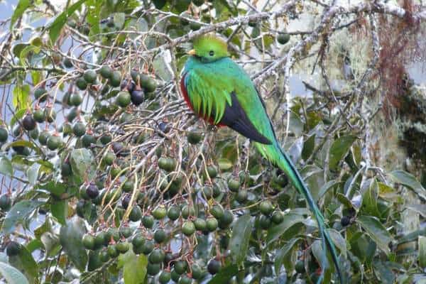 quetzal resplandeciente
