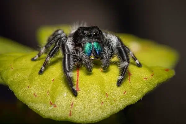 Araña saltadora audaz en la hoja