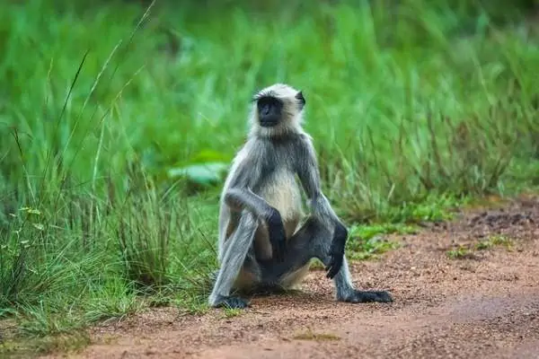 Langur gris sentado