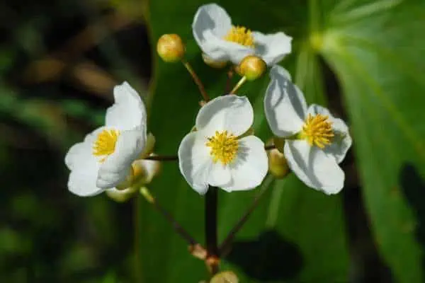 flores de punta de flecha