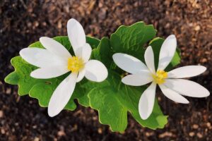 13 Flores Silvestres en Maine (con Fotos)
