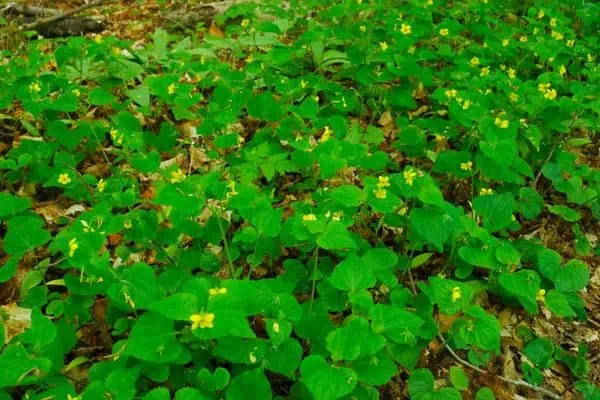Violeta del bosque amarillo