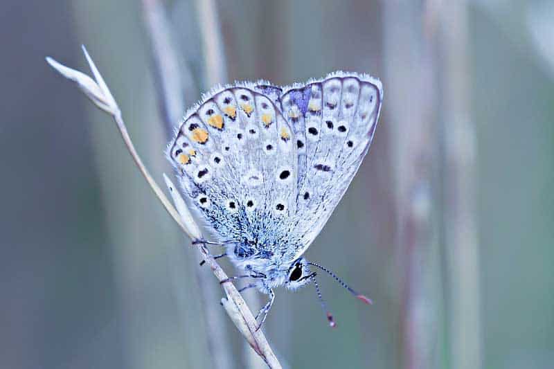 13 Mariposas en Arkansas (con Imágenes)