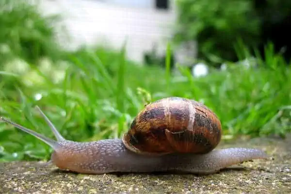 Caracol de jardín marrón arrastrándose