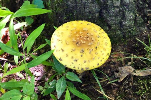 Agárico de mosca amarillo americano