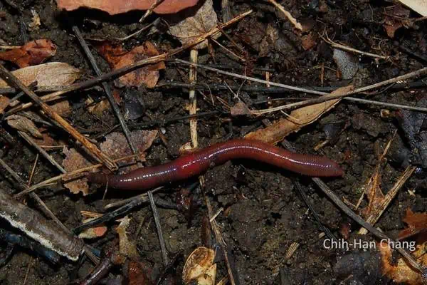 Gusano pelirrojo en suelo húmedo