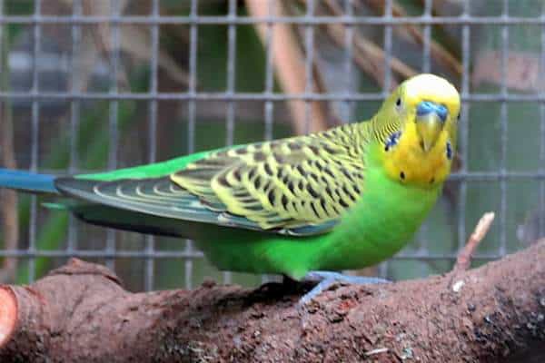 Periquito de concha en el tronco de un árbol