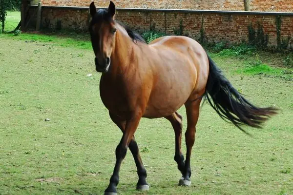 caballo adulto mostrando su cuerpo sano