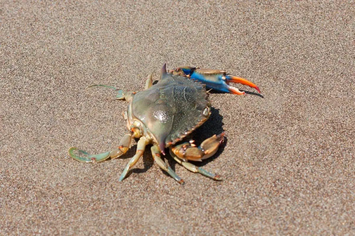 Cangrejo azul en la arena