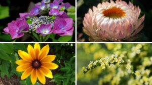 14 Flores Para Plantar en Otoño (imágenes)