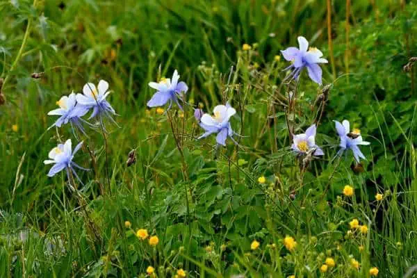 Flores de aguileña azul de Colorado