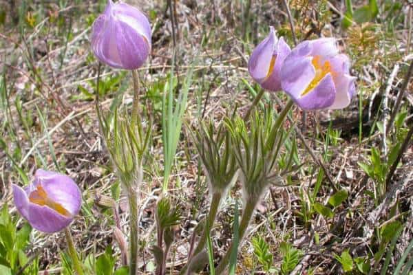 pasqueflores orientales