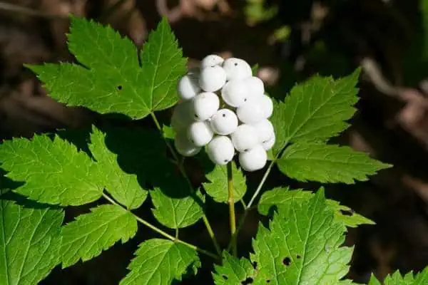 Arándano blanco