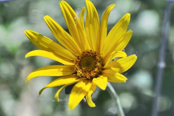 falso girasol