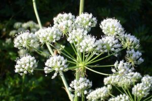 14 Plantas Que Parecen Cicuta Venenosa