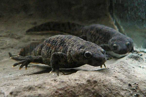 Tritón ibérico bajo el agua