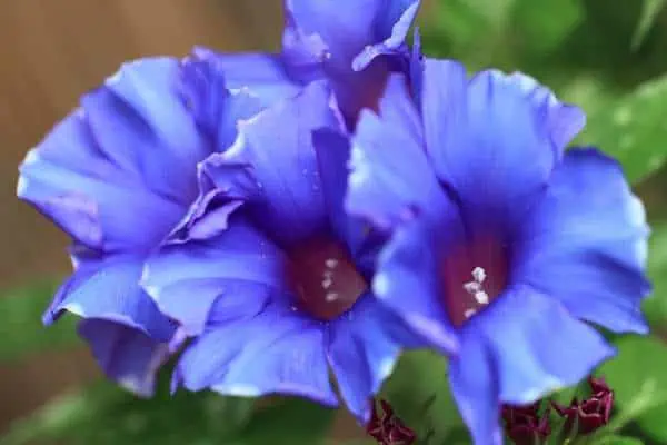 Flores japonesas de campanilla