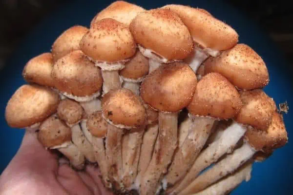 Hongos con miel
