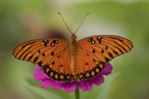 14 Tipos De Mariposas Anaranjadas (con Imágenes)