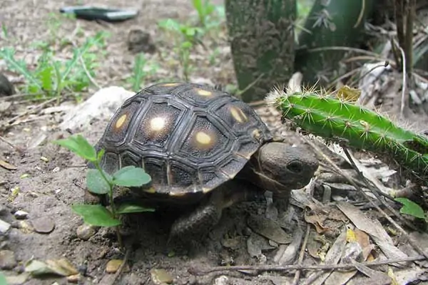 tortuga de texas