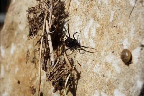 Araña viuda negro