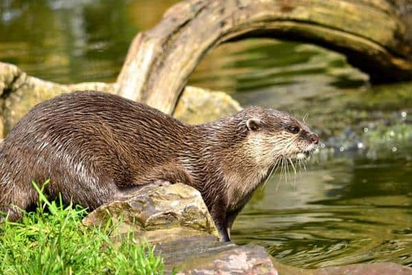 nutria euroasiática
