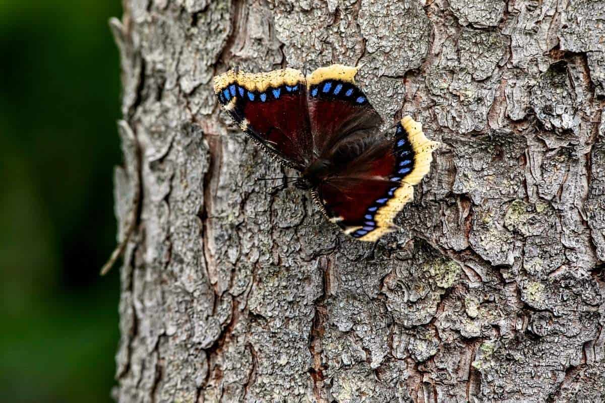 Mariposas Más Comunes en Tennessee (9 Especies)